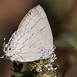 Hypolycaena philippus philipus